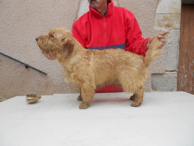 Basset Fauve de Bretagne LOF