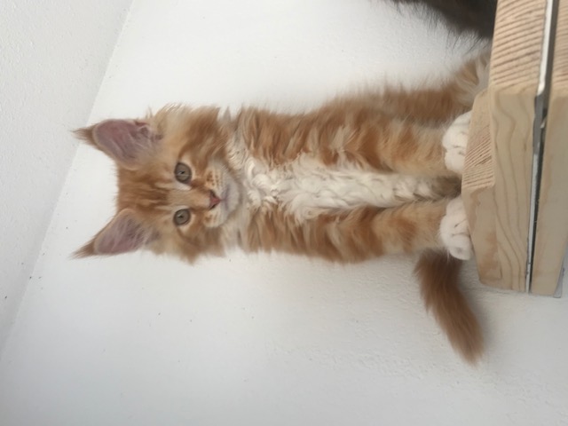 Chaton Maine Coon