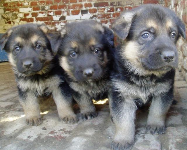  Chiots d'apparence Berger Allemand 