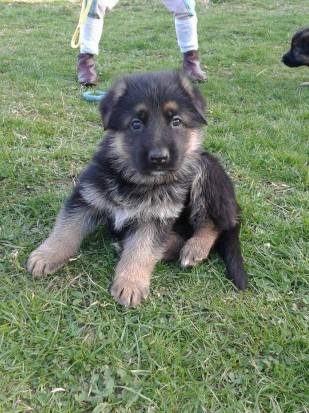 Chiots berger allemand