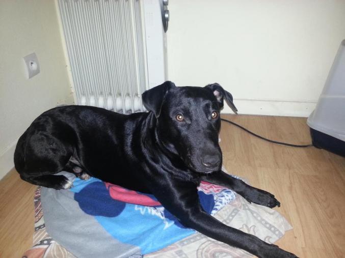 Adopt Male Noir 2ans Labrador