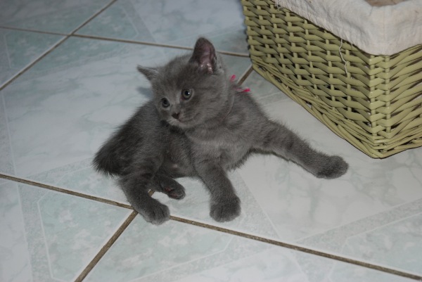 Vends chartreux