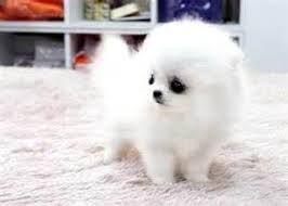 Chiots de type pomeranian miniature non l.o.f