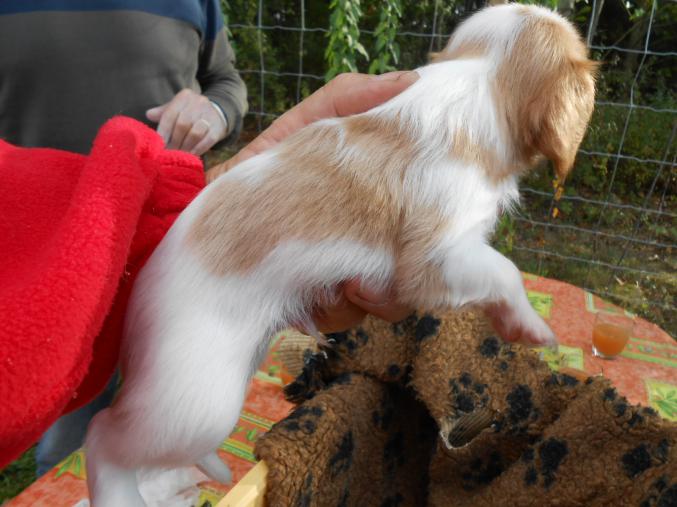 Chiot Cavalier King Charles LOF