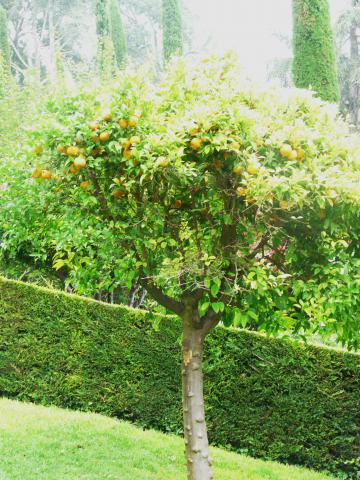 Jardinier professionnel - Elagueur