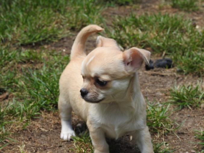 Offres JEY Magnifique Chiot Chihuahua Mâle