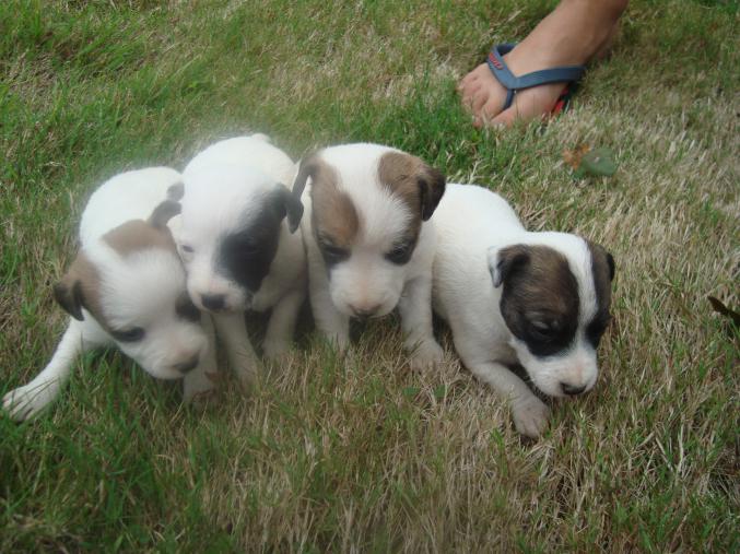 A réserver chiots jack russel