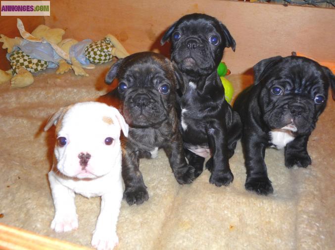 Chiots Bouledogue Francais