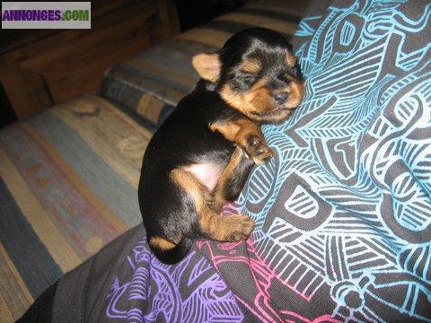 A réserver chiots type yorkshire