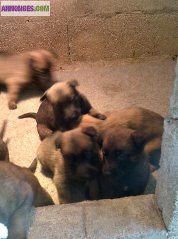 A RESERVER CHIOTS MALINOIS LOF
