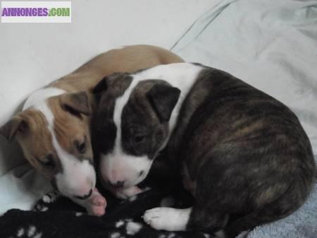 Chiots bull terrier standard lof 