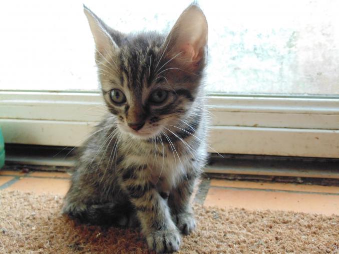 Chaton rayé