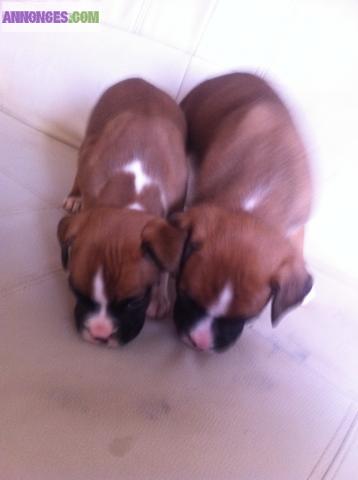 Chiot Boxer NON LOF
