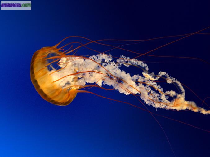 Concierge livreur a domicile