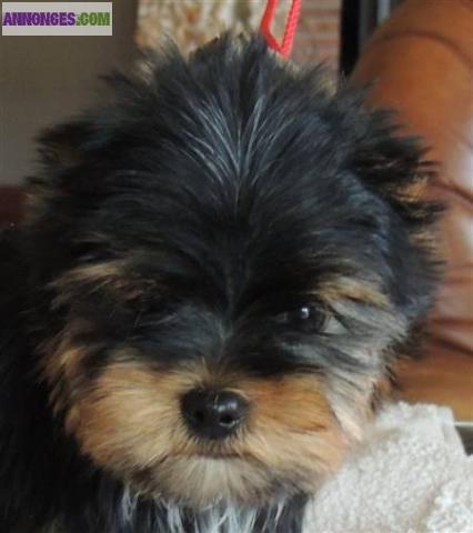 Adorable chiot yorkshire