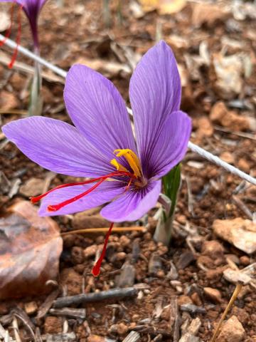 Safran artisanale bio