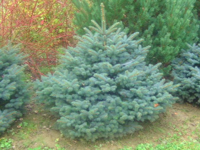 CONIFERES  d' ORNEMENT