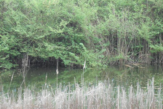 Terrain constructif + Etang + Potager