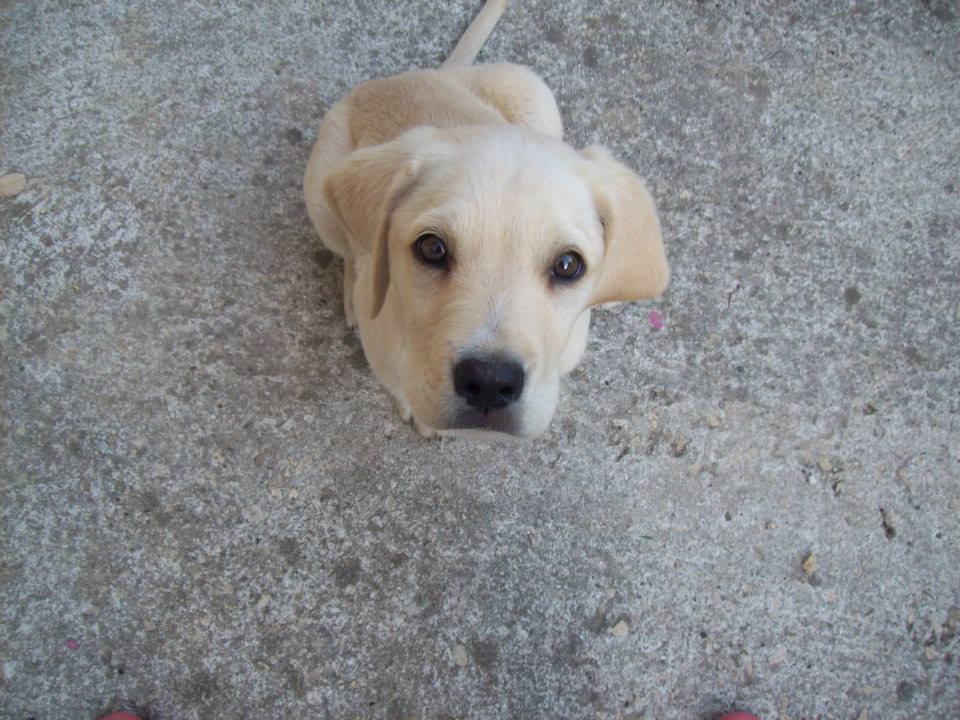 Chiot Labrador Golden