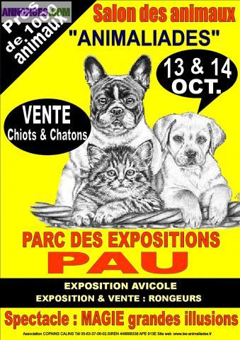 Salont du chiot t du chaton pau