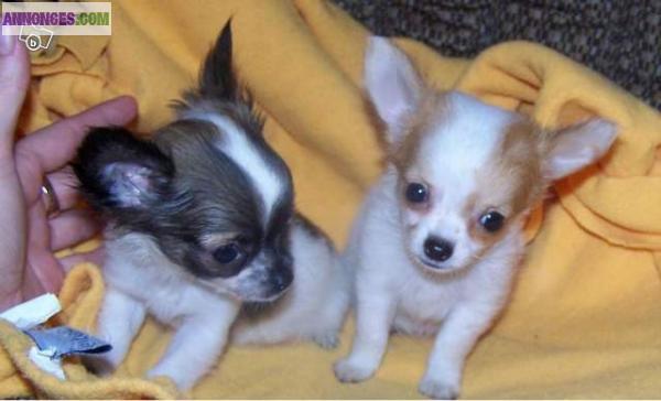 Don contre bon soins de mon couple chiot chihuahua