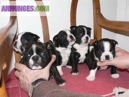 Chiots type boston terrier non lof