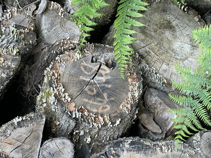 Bois de chauffage 50cm