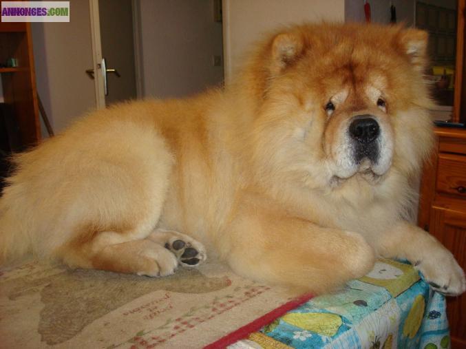 Chow-chow lof confirmé pour saillies