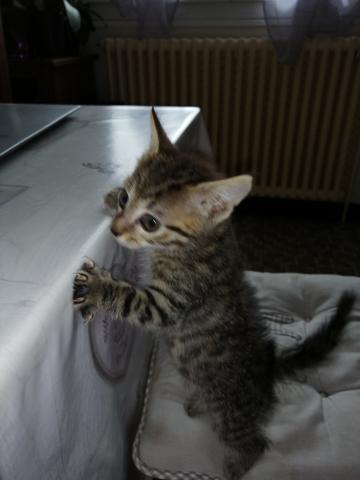 Chaton tigré 