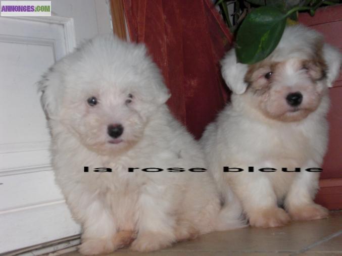 Type  magnifique chihuahua non lof