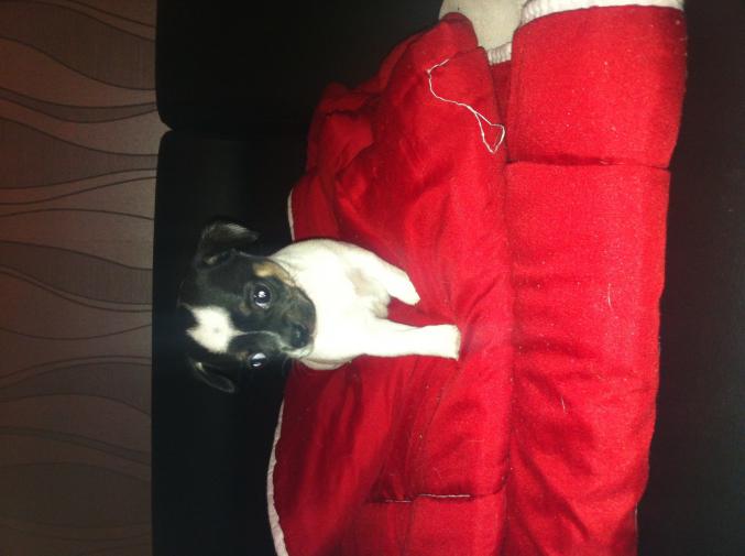 Chiot type chihuahua