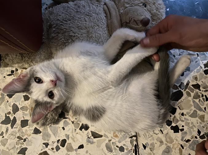 Chaton sevré a donner