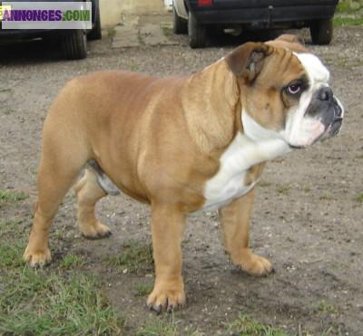 Etalons bulldogs anglais LOF et confirmés pour saillie: