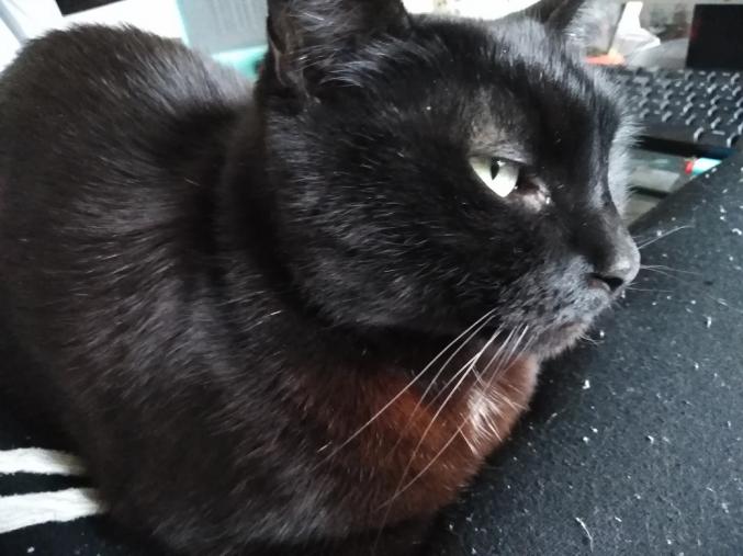 Donne Chat noir orangé