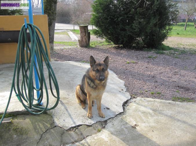 Chiots type bergers allemands non LOF