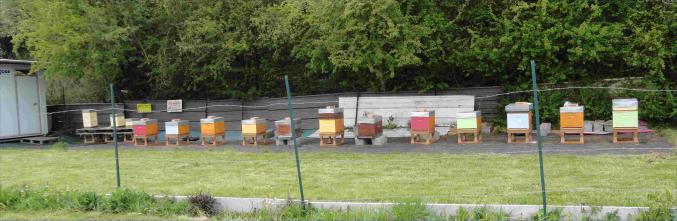 Formation en apiculture
