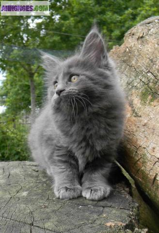 Maine coon