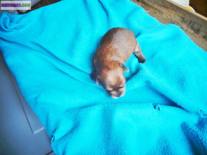 Chiot Yorkshire terrier Non lof à réserver