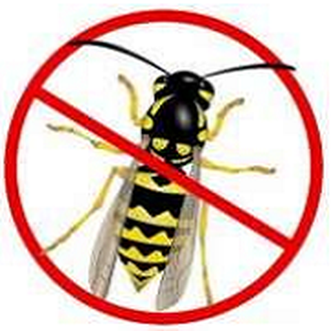 DESTRUCTION GUEPES FRELONS 82 TARN GARONNE MONTAUBAN 82 81