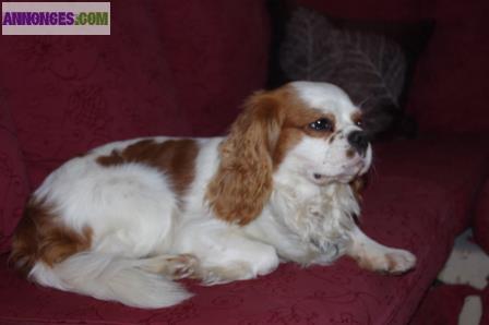 Cavalier king charles lof