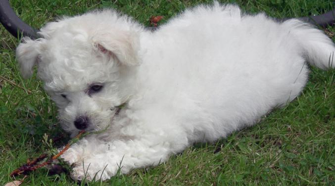 Chiots type Bichons Maltais non L.O.F.