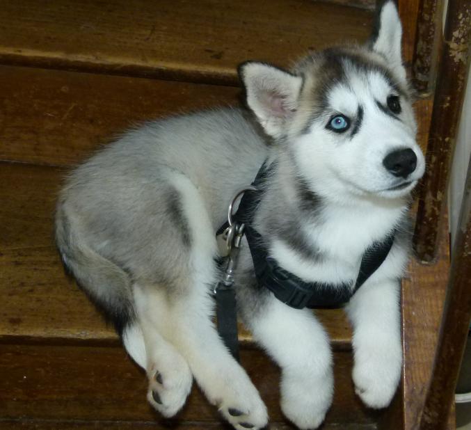 Bébé Husky
