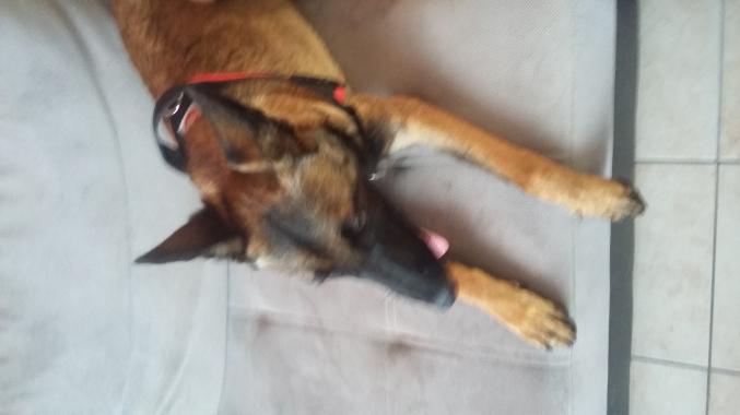 Berger belge malinois