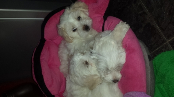   Magnifiques chiots de race bichon maltais LOF