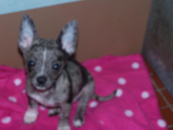 Chiots chihuahua
