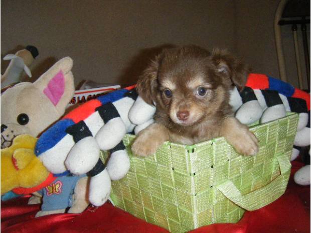 Superbes bébés chihuahuas et cotons de t