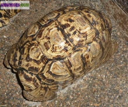 3 géochelones pardalis