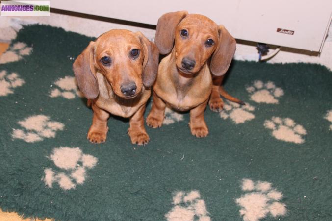 TECKELS KANINCHENS LOF