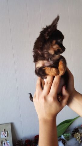 Magnifique chihuahua