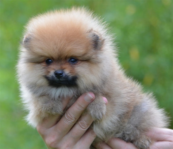 Deux magnifiques chiots de race spitz allemand